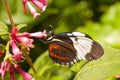 Heliconius cydno Royalty Free Stock Photo