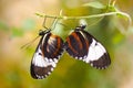 Heliconius cydno Royalty Free Stock Photo