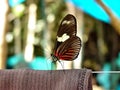 Heliconius doris. Beautiful colorful butterfly with brown and orange wings on white. Ithomiidae, Narrow-Wings