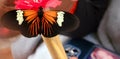 Heliconius Doris butterfly Royalty Free Stock Photo