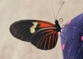Heliconius Doris butterfly Royalty Free Stock Photo