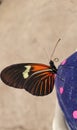 Heliconius Doris butterfly Royalty Free Stock Photo