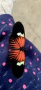 Heliconius Doris butterfly Royalty Free Stock Photo
