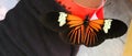 Heliconius Doris butterfly Royalty Free Stock Photo