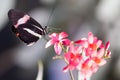 Heliconius Doris butterfly on a plant Royalty Free Stock Photo