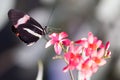 Heliconius Doris butterfly on a plant