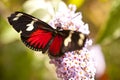 Heliconius doris Royalty Free Stock Photo