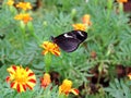 Heliconius Doris butterfly feeding nectar from flower inside the Dubai Butterfly Garden