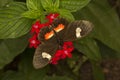 Heliconius doris, the Doris longwing or Doris.