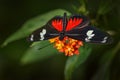Heliconius doris, Doris longwing butterfly on the orange flower bloom in the forest habitat, Volcan Poas in Costa Rica. Black red