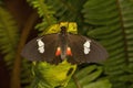 Heliconius doris, the Doris longwing or Doris.