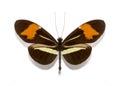 Heliconius erato butterflies Royalty Free Stock Photo