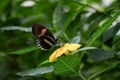 Heliconius erato butterfly, red postman on yellow tropical flower Royalty Free Stock Photo