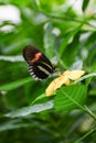 Heliconius erato butterfly, red postman on yellow tropical flower Royalty Free Stock Photo