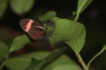 Heliconius erato butterfly stay on the leaf