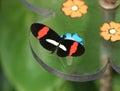 Heliconius erato