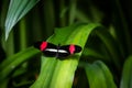 Heliconius erato lativitta, Red Postman Butterfly. Royalty Free Stock Photo