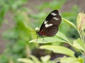 Heliconius erato notabilis. Red Postman butterfly, resting. Royalty Free Stock Photo