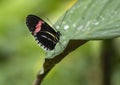 Heliconius erato perched on a leaf in the butterfly garden of the Fort Worth Botanic Gardens. Royalty Free Stock Photo