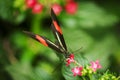 Heliconius erato_the red postman front view Royalty Free Stock Photo