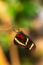 Heliconius erato, red postman passion flower butterfly Royalty Free Stock Photo