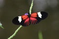 Heliconius erato or the red postman