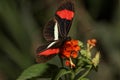 Heliconius erato Royalty Free Stock Photo