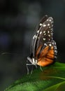 Heliconius Hecale Butterfly Royalty Free Stock Photo