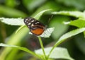 Heliconius hecale perched on a leaf in the butterfly garden of the Fort Worth Botanic Gardens.