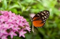 Heliconius hecale Royalty Free Stock Photo