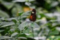 Heliconius hecale tropical butterfly in nature, on a leaf Royalty Free Stock Photo