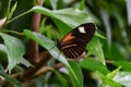 Heliconius hecale tropical butterfly in nature, with nectar,  on a leaf Royalty Free Stock Photo
