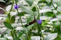 Heliconius hecale tropical butterfly in nature, white spotted black and orange butterfly Royalty Free Stock Photo