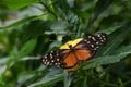 Heliconius hecale tropical butterfly in nature, on a yellow flower