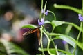 Heliconius hecale tropical butterfly in nature, on a purple flower Royalty Free Stock Photo