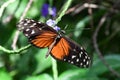 Heliconius hecale tropical butterfly in nature, white spotted black and orange butterfly Royalty Free Stock Photo