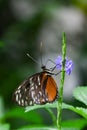 Heliconius hecale tropical butterfly in nature, white spotted black and orange butterfly Royalty Free Stock Photo