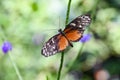 Heliconius hecale tropical butterfly in nature, white spotted black and orange butterfly Royalty Free Stock Photo