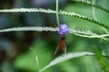 Heliconius hecale tropical butterfly in nature, feeding with nectar Royalty Free Stock Photo