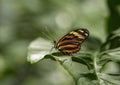 Heliconius ismenius perched on a leaf in the butterfly garden of the Fort Worth Botanic Gardens. Royalty Free Stock Photo