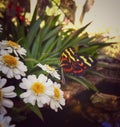 Heliconius longwing yellow and red butterfly over daisies Royalty Free Stock Photo