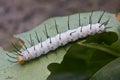 Heliconius melpomene