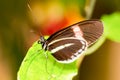 Heliconius Melpomene Butterfly Royalty Free Stock Photo
