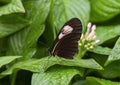 Heliconius melpomene perched on a leaf in the butterfly garden of the Fort Worth Botanic Gardens. Royalty Free Stock Photo