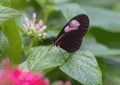 Heliconius melpomene perched on a leaf in the butterfly garden of the Fort Worth Botanic Gardens. Royalty Free Stock Photo