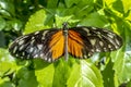 Heliconius Melpomene Postman butterfly with wings wide open, close up Royalty Free Stock Photo