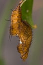 Heliconius melpomene pupa