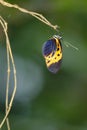 Heliconius Numata bicoloratus