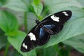 Heliconius Sara Butterfly