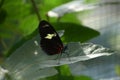 Heliconius sara butterfly close-up resting on leaf profile view with closed wings